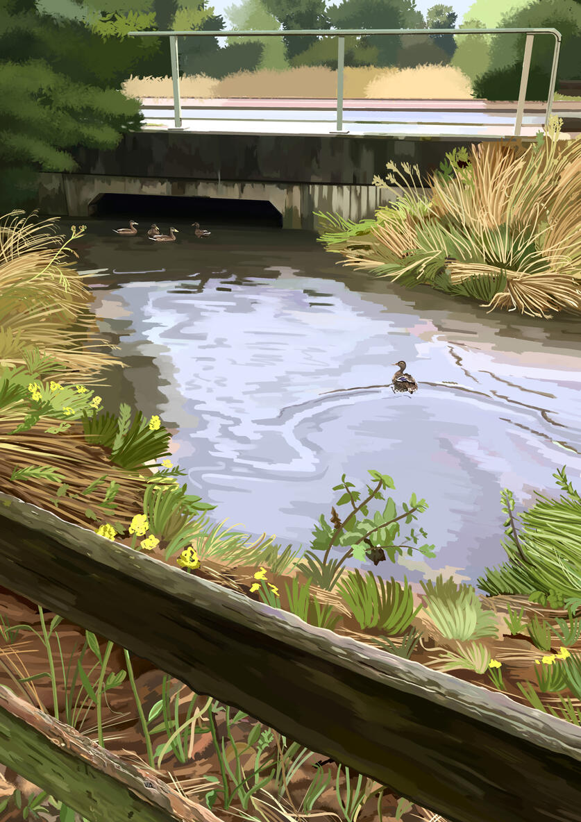 Ducks & Bridge Ducks in a Stream 2023